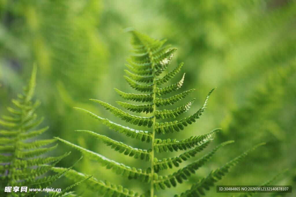 翠绿蕨类植物特写
