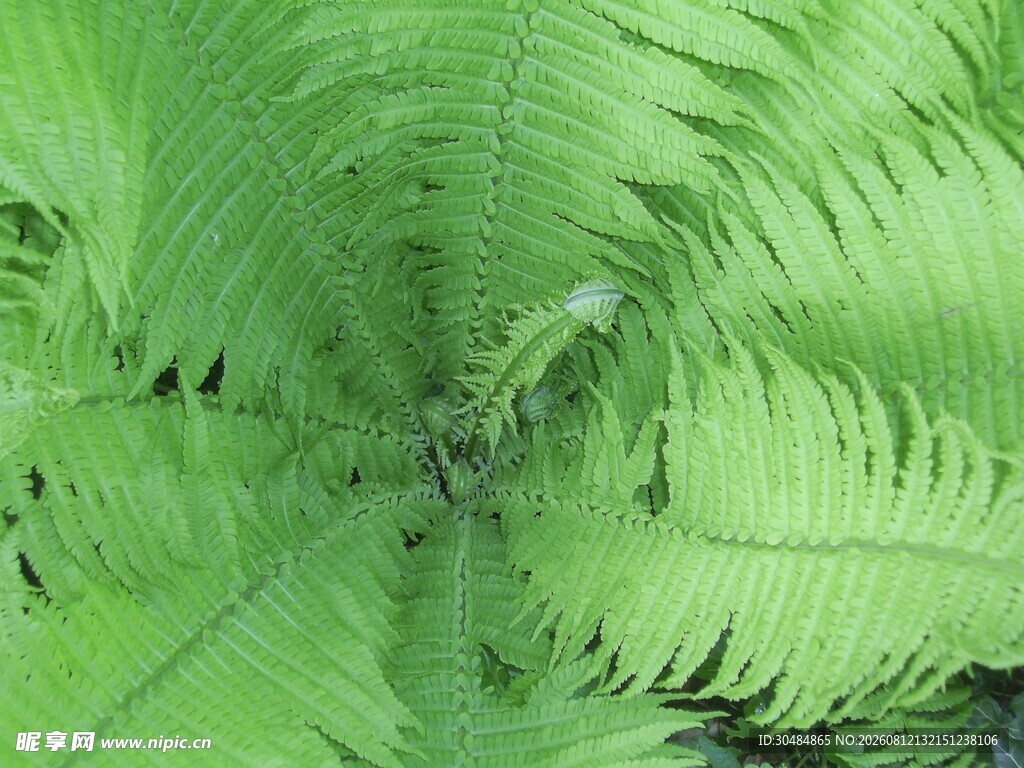 蕨类植物特写