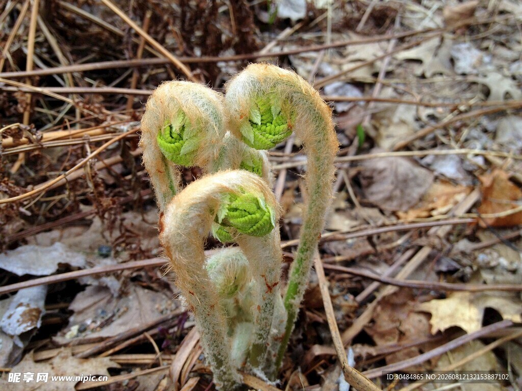 蕨类嫩芽破土而出