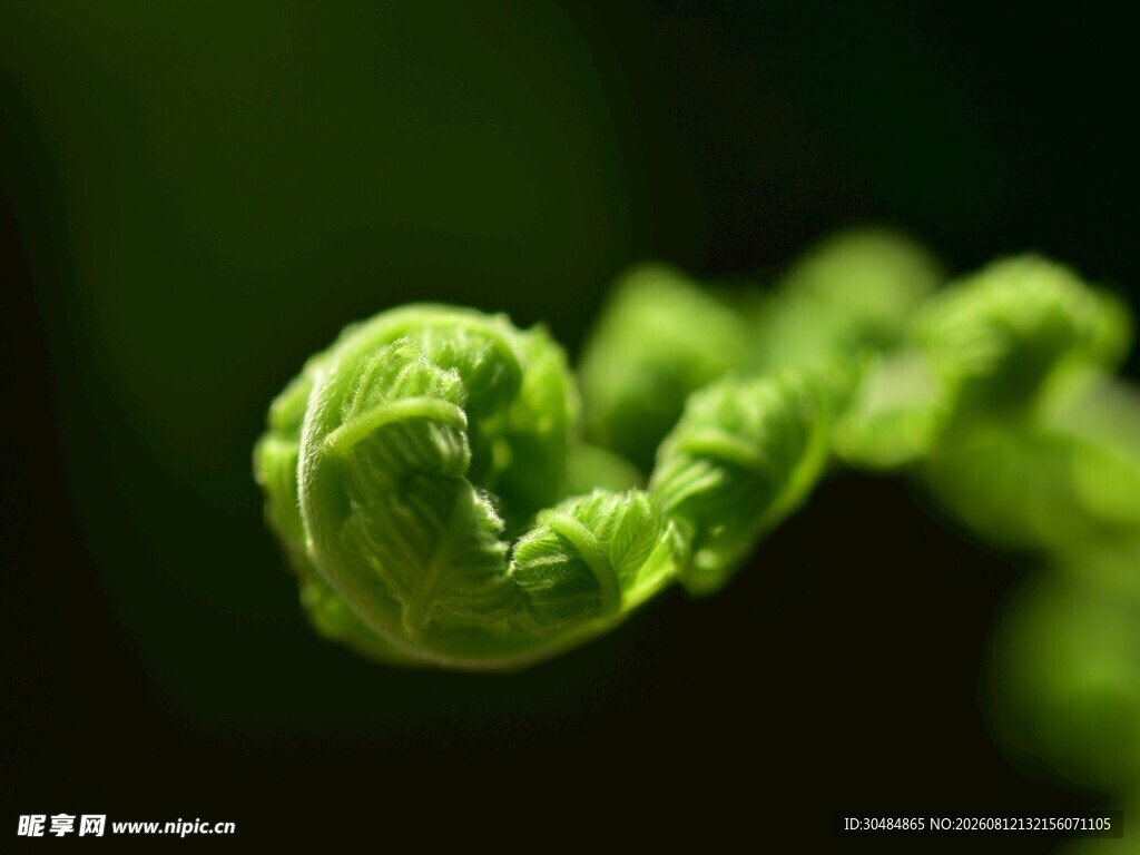 卷曲嫩绿植物特写