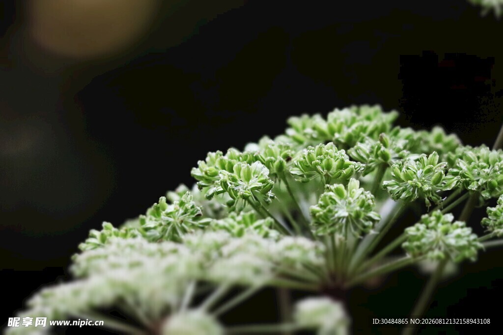 白色伞状植物特写