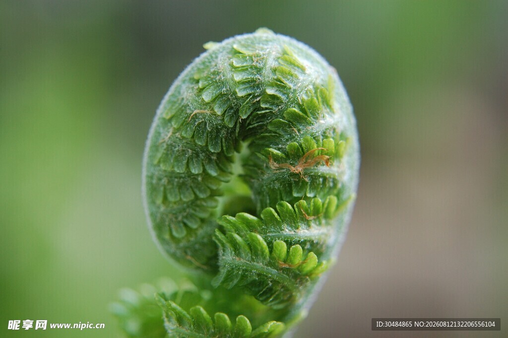 卷曲的蕨类植物嫩芽