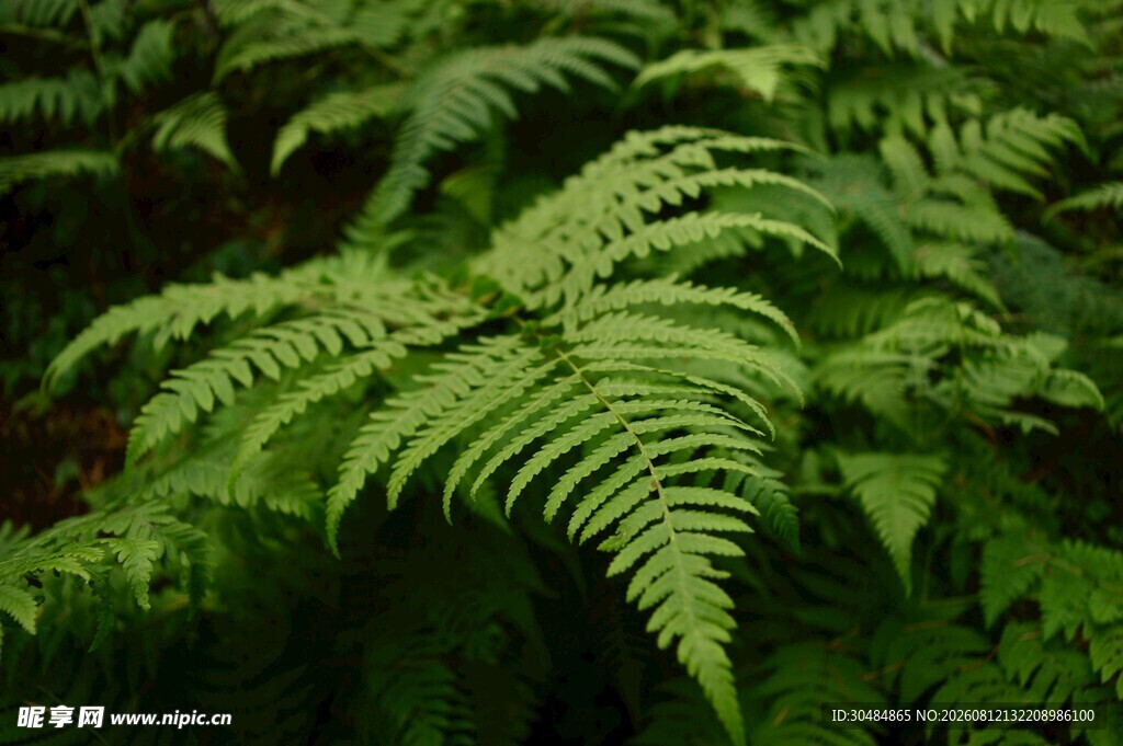 翠绿蕨类植物叶片特写