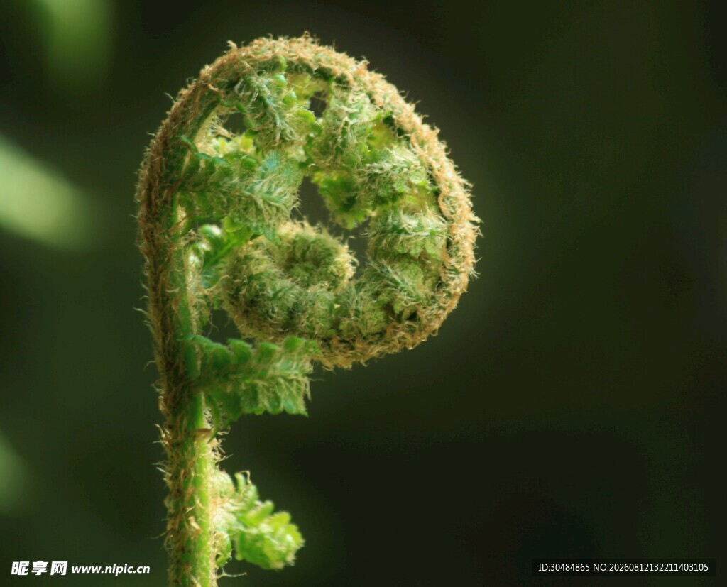 卷曲的蕨类植物新芽