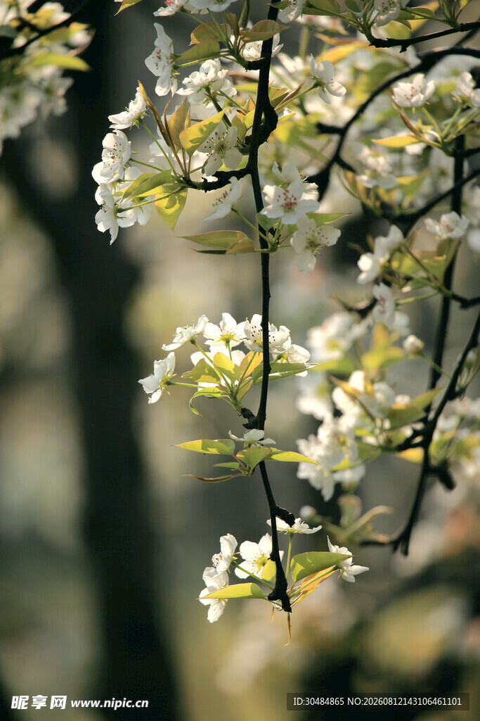 春日梨花
