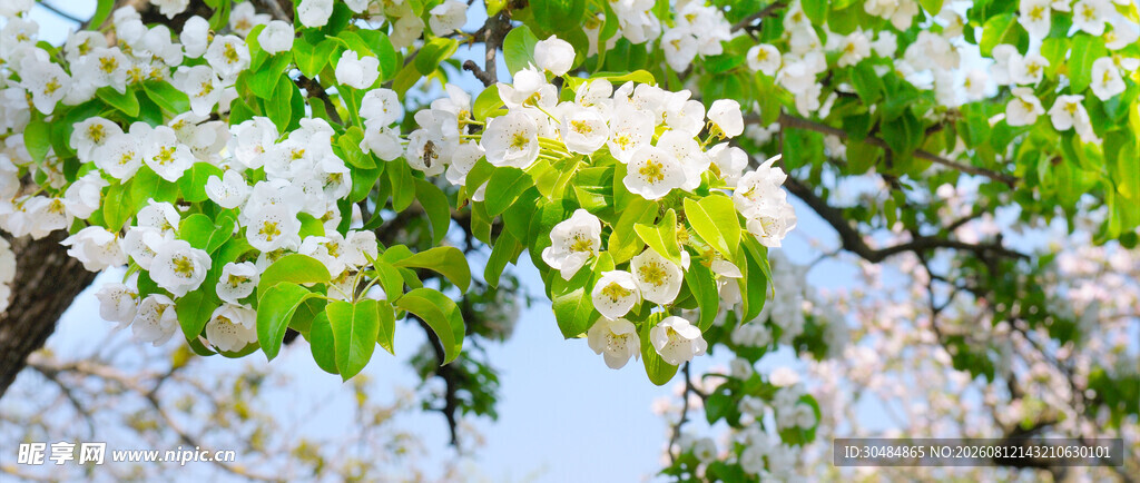春日梨花