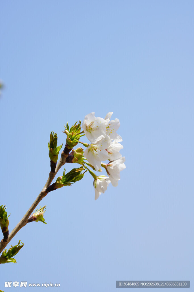 枝头梨花