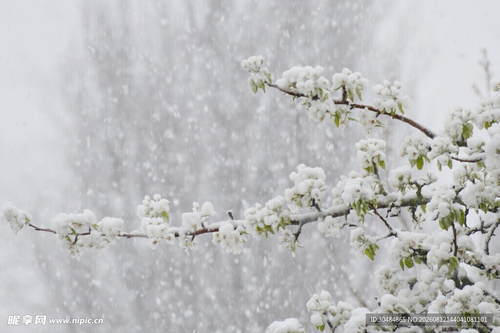 雪中绽放的梨花