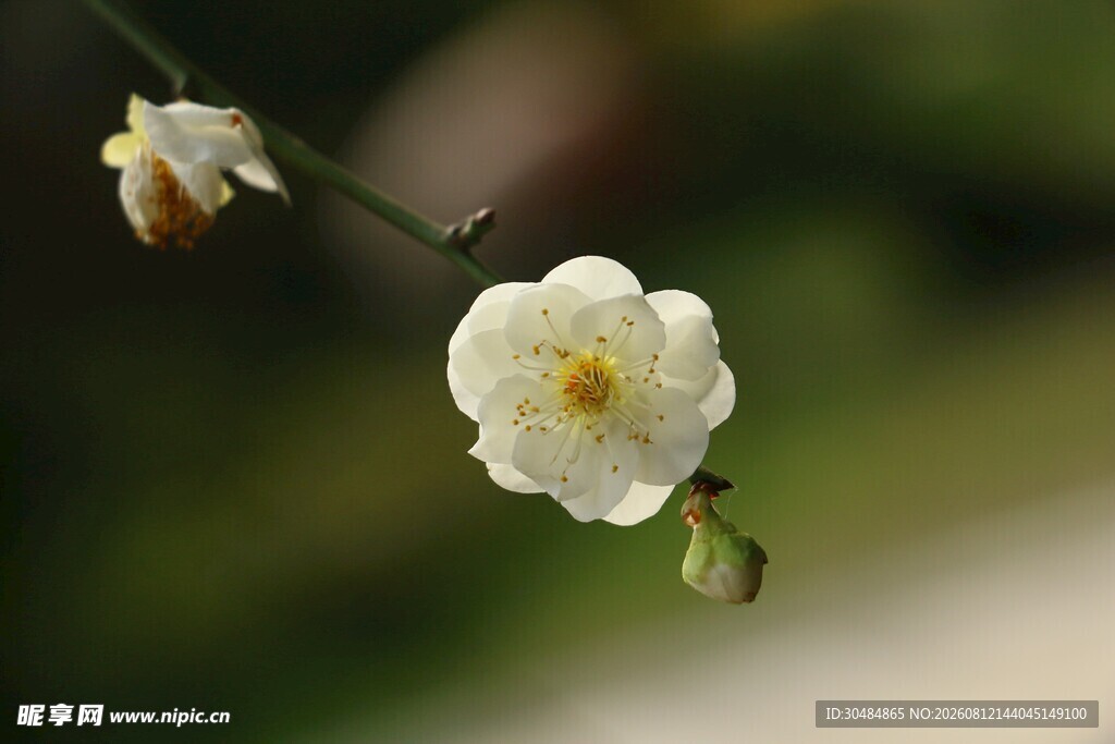洁白梨花