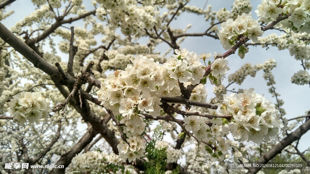 枝头梨花绽放