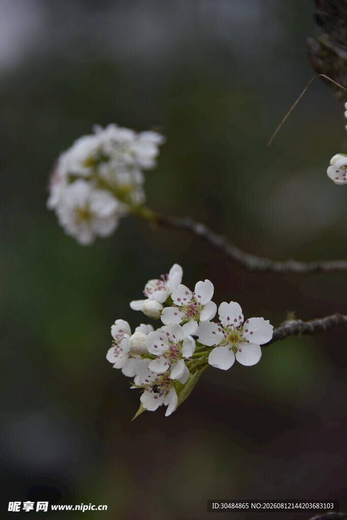 梨花