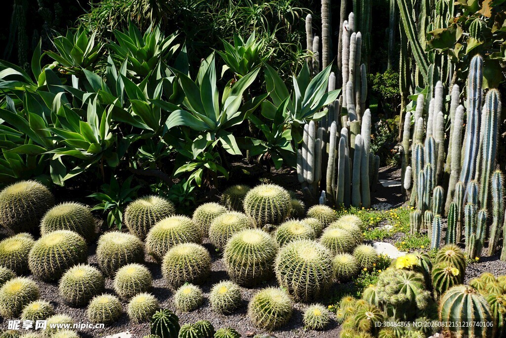多样仙人掌植物景观