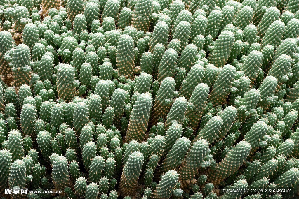 密集生长的绿色多肉植物