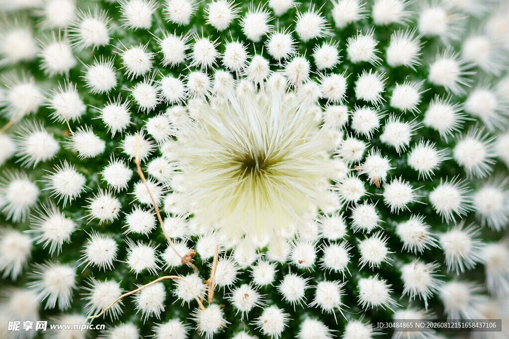 白色花朵特写梦幻纹理