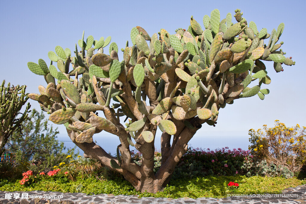 大型仙人掌植物景观