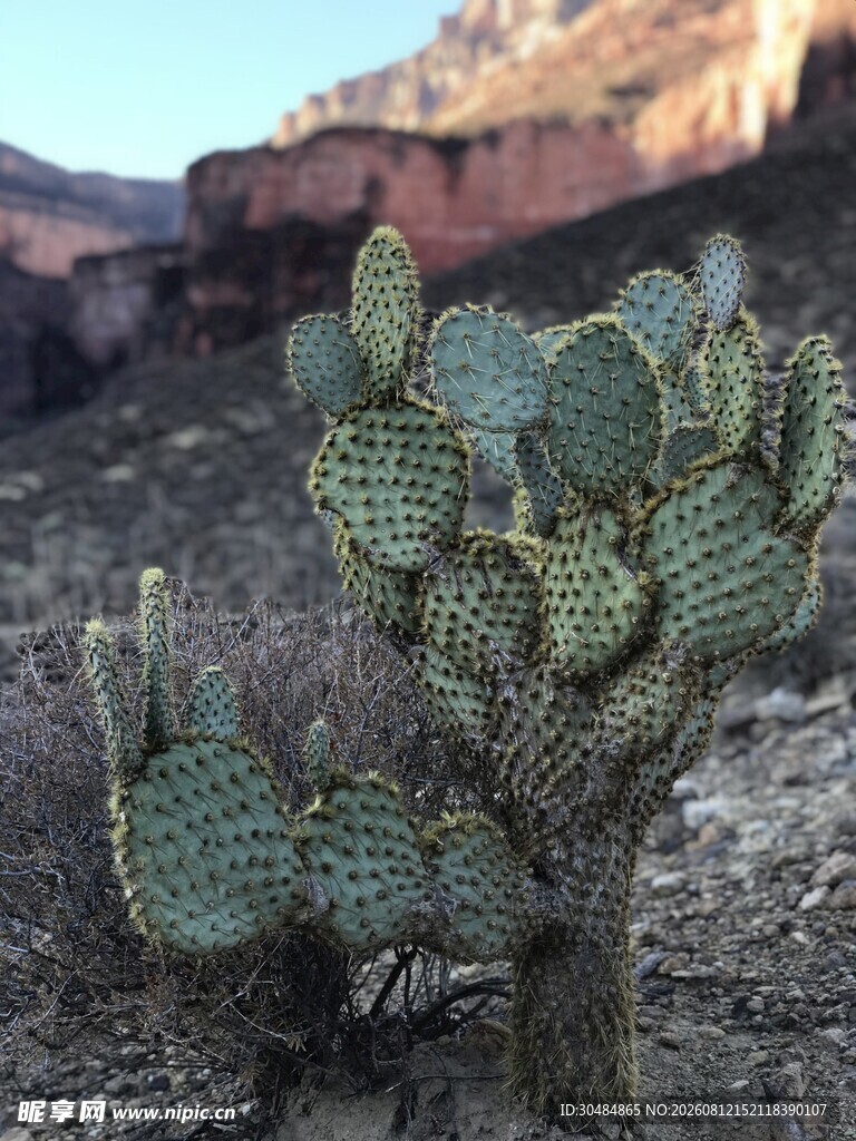 沙漠中的多刺仙人掌植物