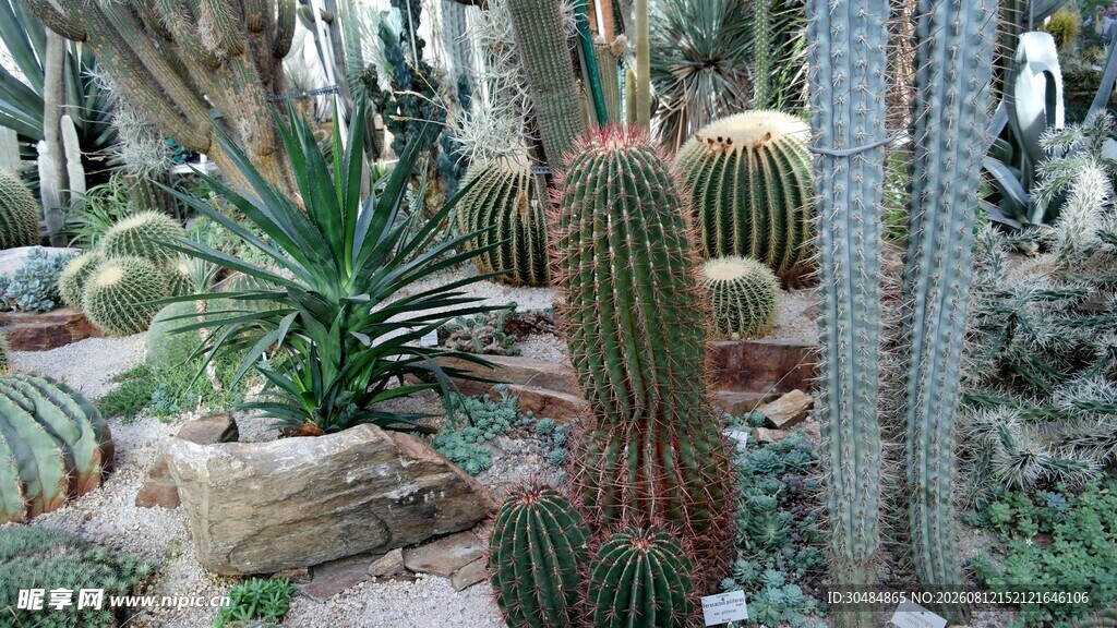 多样仙人掌植物景观