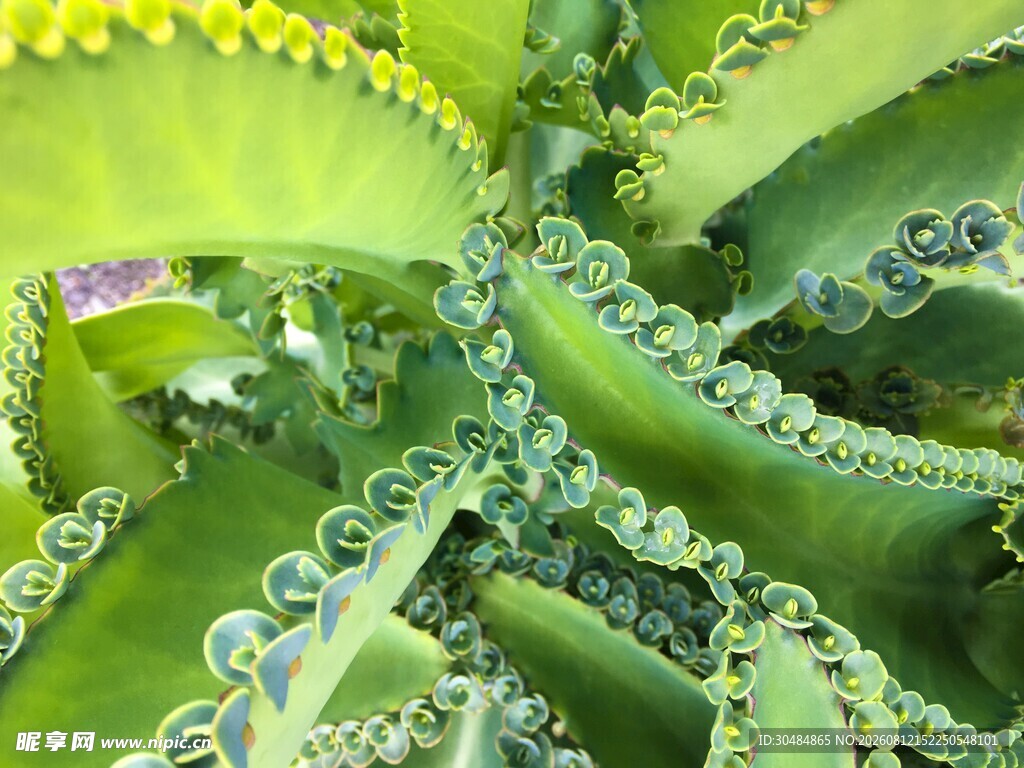 带刺的绿色芦荟植物