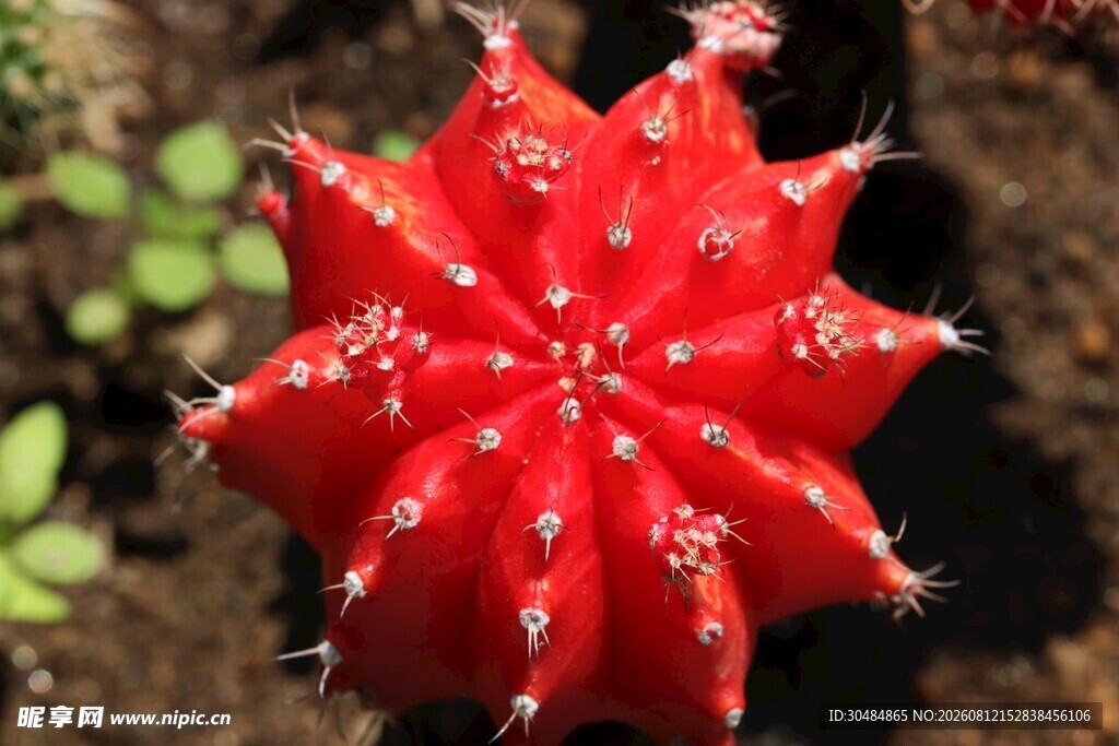 鲜艳红色仙人掌花朵绽放