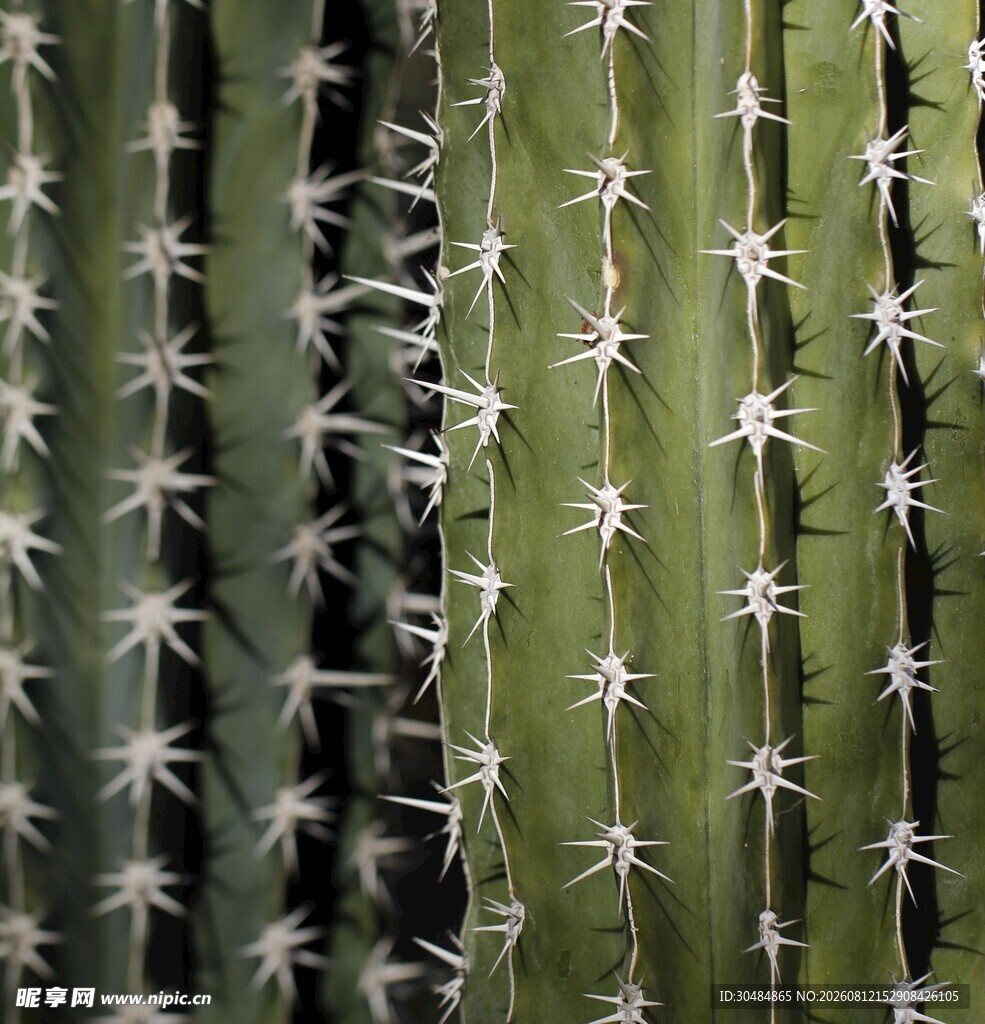 带刺仙人掌特写