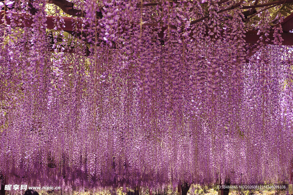 梦幻紫色垂帘花卉景观