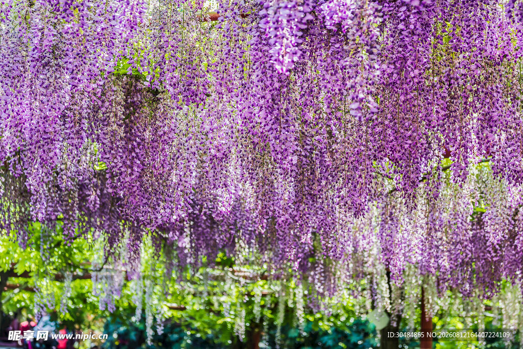 梦幻紫藤花垂挂美景