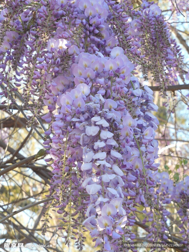 垂挂的浪漫紫藤花