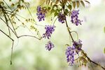 紫藤花垂挂