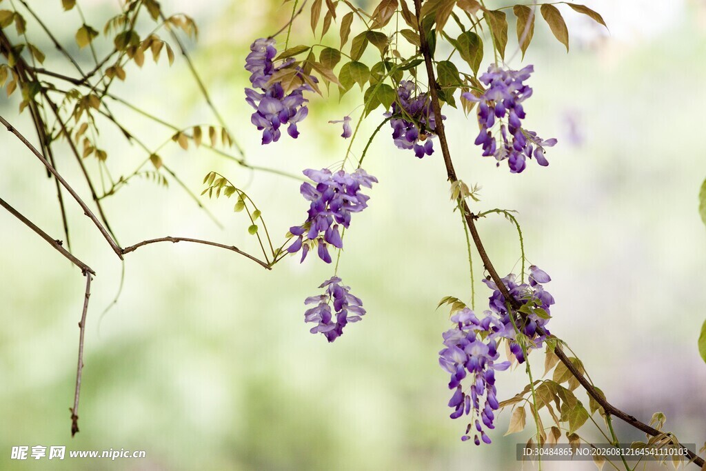 紫藤花垂挂