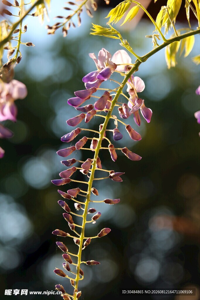 垂挂紫花植物特写