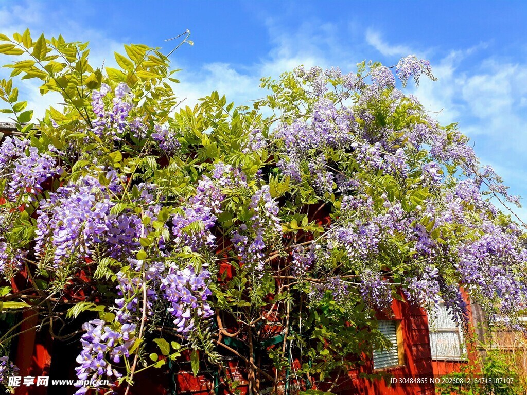 紫藤花盛开的美丽景致