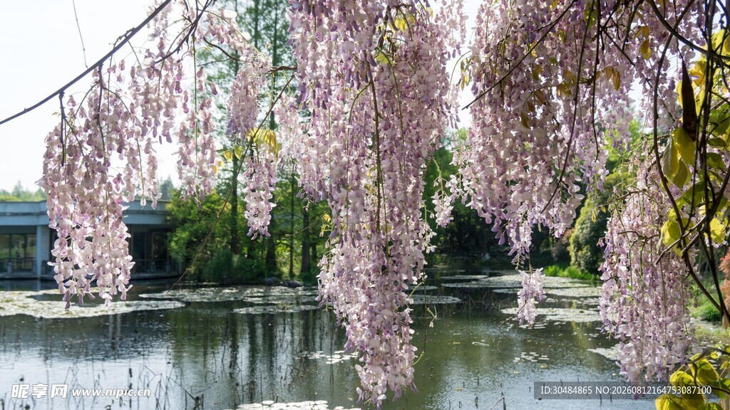 湖畔紫藤花
