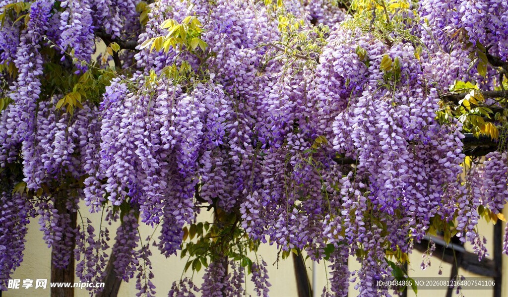 紫藤花垂挂美景