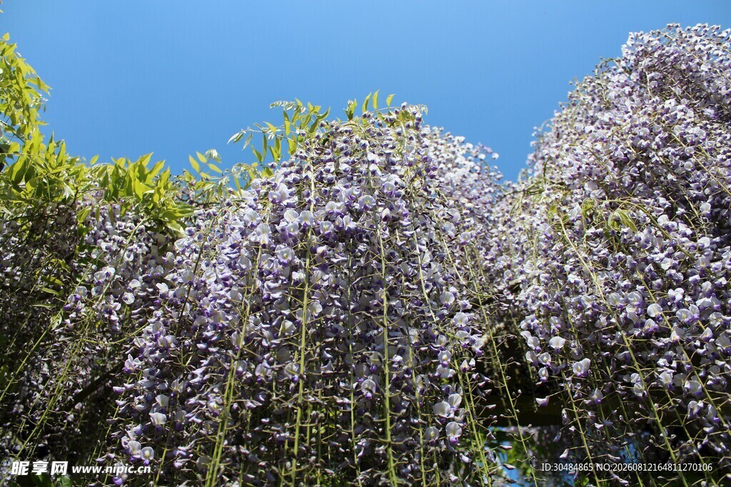 紫藤花垂挂蓝天美景