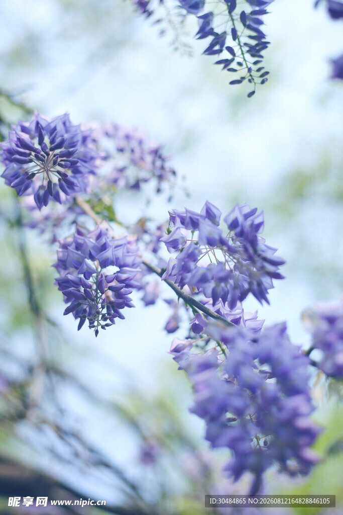 浪漫紫藤花绽放