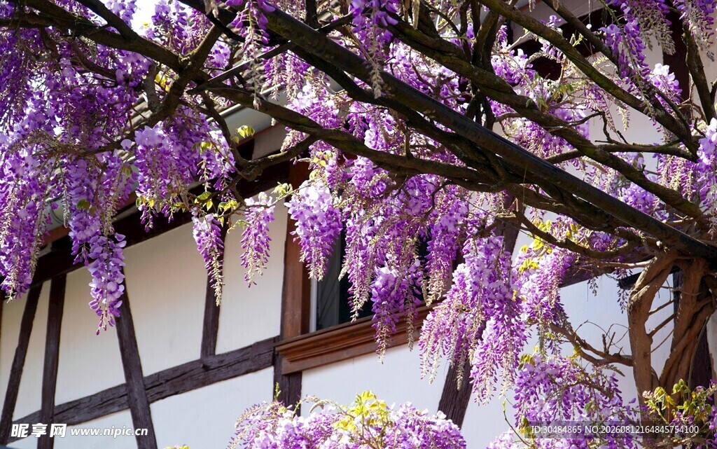 紫藤花下的古朴建筑