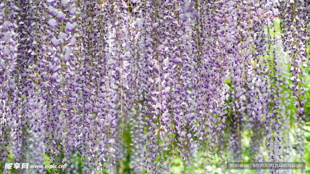 梦幻紫藤花海