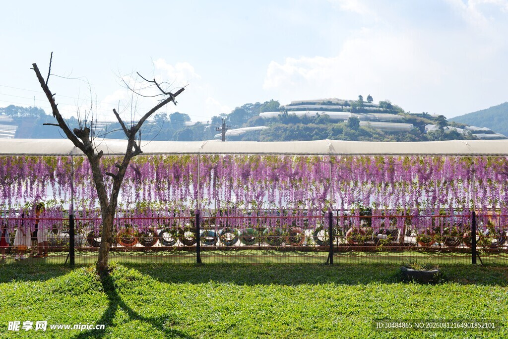 田园紫藤花花海美景
