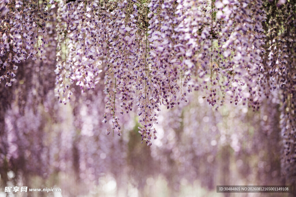 梦幻紫藤花垂挂美景