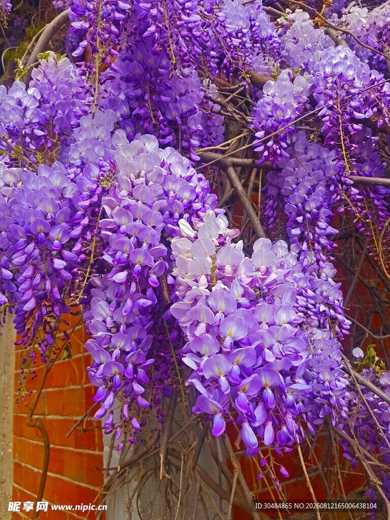 浪漫紫藤花绽放