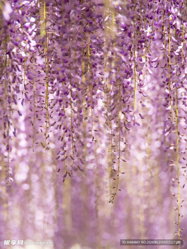梦幻紫藤花垂帘美景