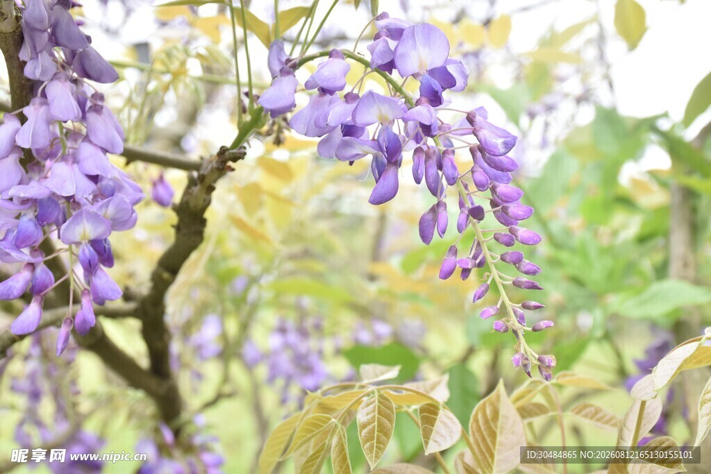 紫藤花绽放