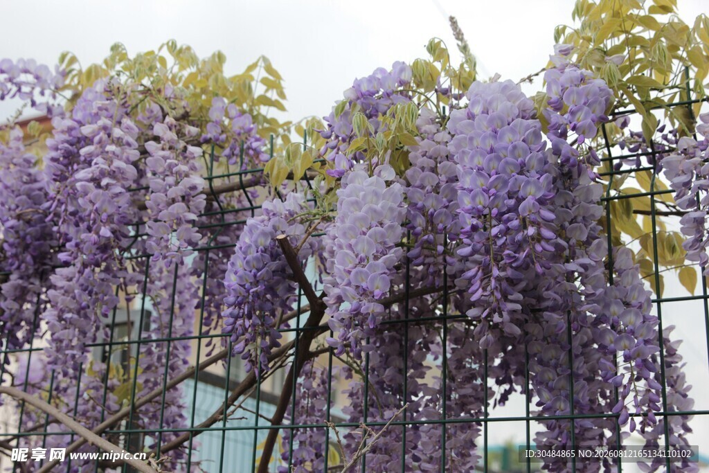 紫藤花垂挂