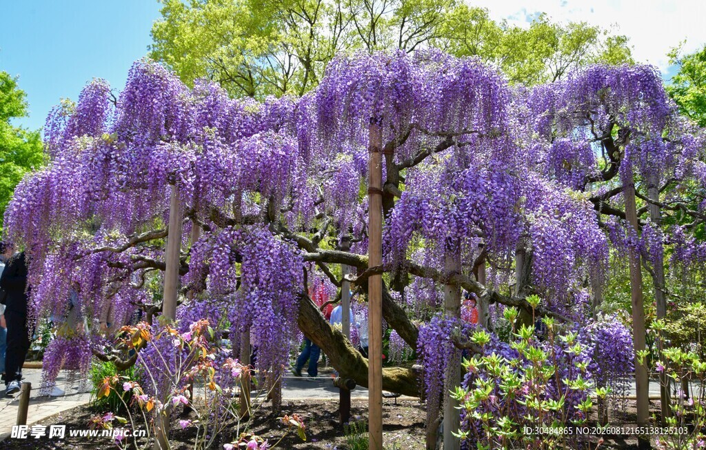 梦幻紫藤花树绽放美景