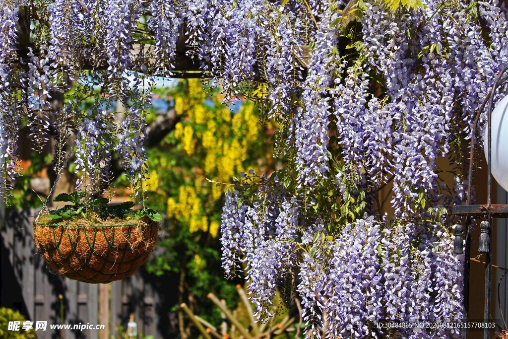 紫藤花架下的美丽景致