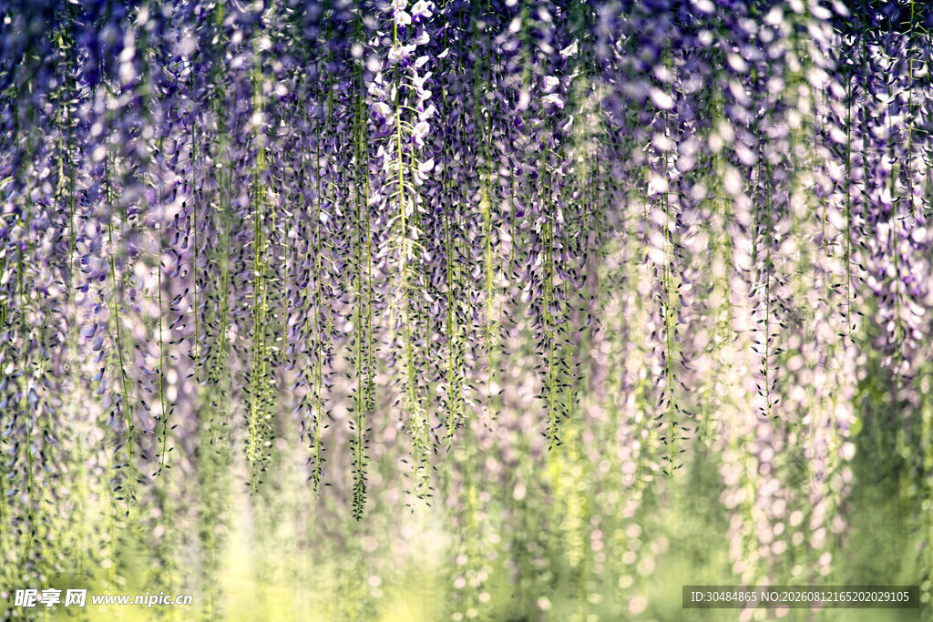 梦幻紫藤花垂挂美景