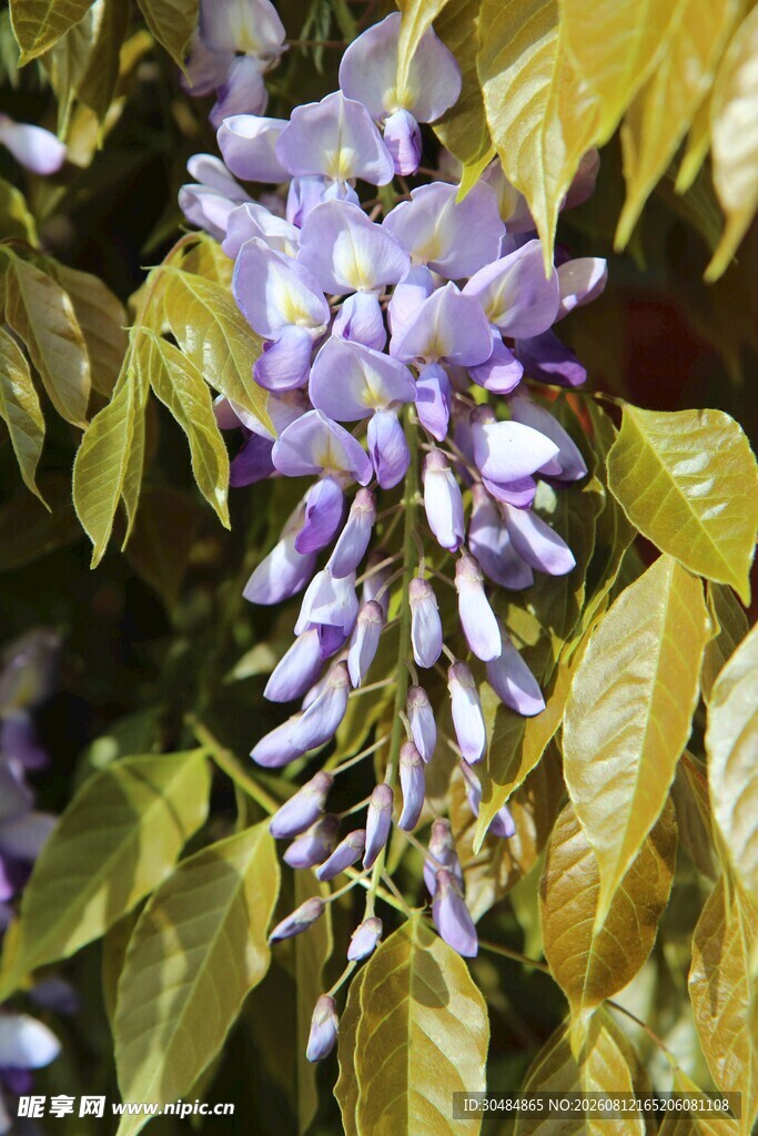 垂挂的美丽紫藤花