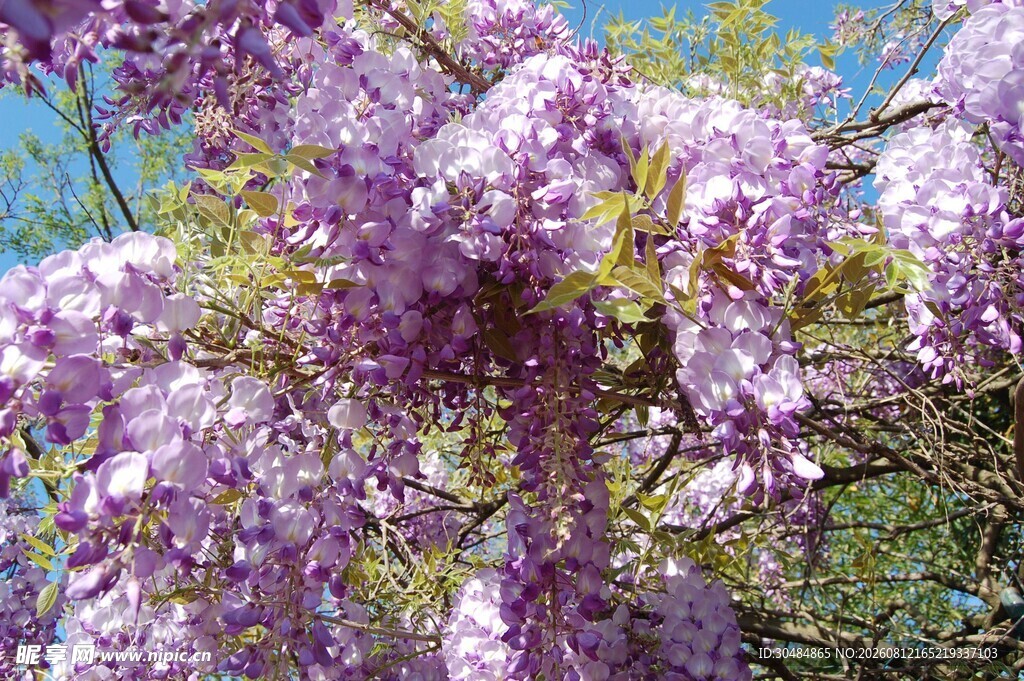 紫藤花绽放