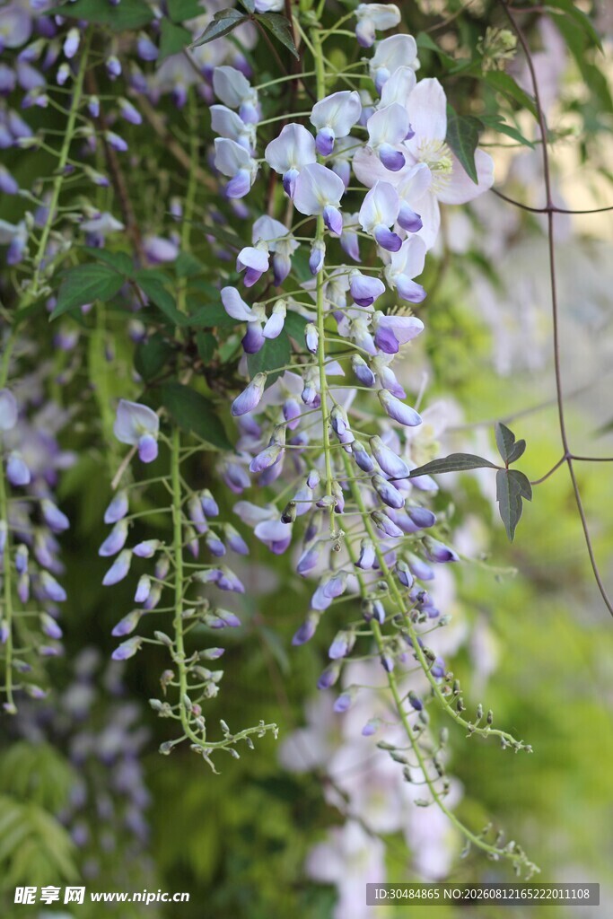 紫藤花垂挂