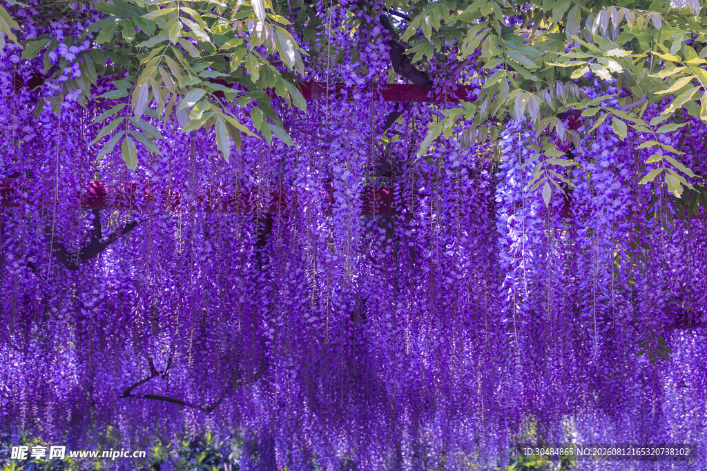 梦幻紫藤花海景观